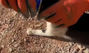 Helping Rescue a Cat With a Can Stuck on It's Head