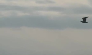 Sea Hawk Defends His Catch