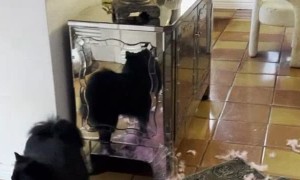 Pomeranian Pups Destroy Pink Tree