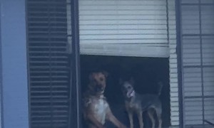 Dogs Watch Owners Leave From The Window