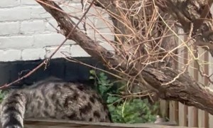 Cat's Successful Sausage Heist