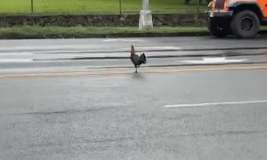Mister Chicken Has Finally Crossed the Road in Hawaii