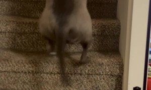 Dog Is So Happy He Loses His Balance