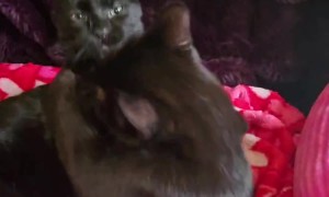 Two Affectionate Kitties