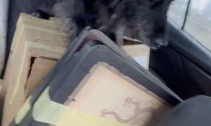 POV: Your 14-Year-Old Dachshund Has to Go on Every Car Ride