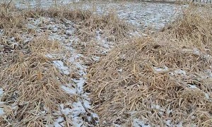 I Saved a Deer Stuck in a Fence