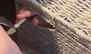 Gremlin Son Eats Breakfast From Inside Basket