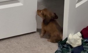 Puppy and Cat Playing Together