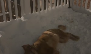 Golden Retriever Making Snow Angels