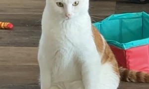 Handsome Cat Sitting Like a Human
