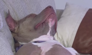 When the Sleep Monster Hits and You Just Can’t Fight Back