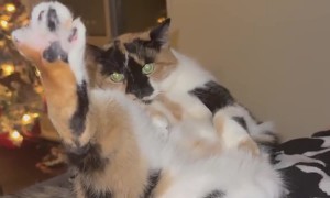 Calico Cat Shows Off Her Toe Beans