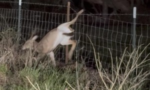 Man Cuts Fence To Save Tangled Deer