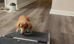 Mini Dachshund’s First Time in Crocs