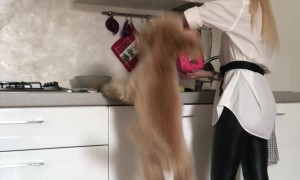Toy Poodle's Tall Hops At Dinnertime