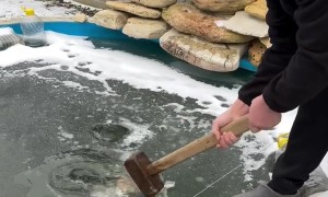Fish Rescue Goes Wrong
