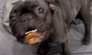 Frenchie Puppy Gets Into a Bag of Cheetos