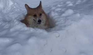 Corgi Snowpiercer