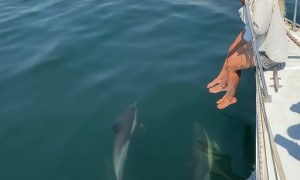 Cape Town Dolphin Pod Follows Boat