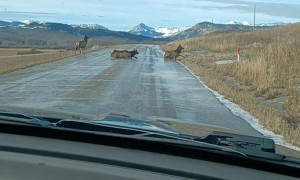 Elk Slip and Slide Across Icy Road