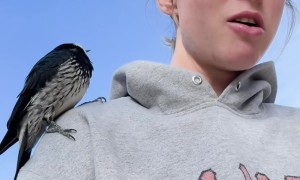 Woodpecker Training in Process