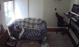 Frenchie Launching Through Window