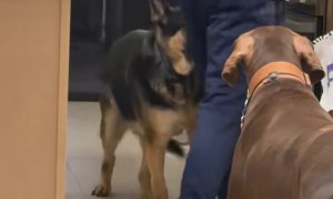 German Shepherd Nips A Bit Of Dad's Butt