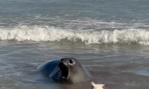 Frenchie On The Beach With A Sea Lion