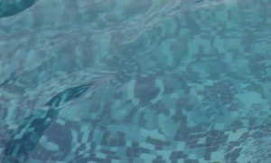 Not Everyone Can Put Their Toes In The Water