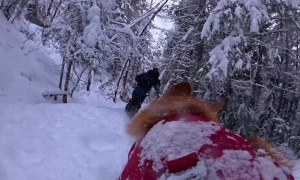 Skiing With My Dog via His POV