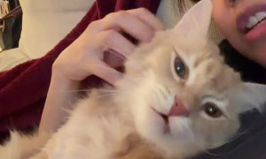 Catching Up With My Conversational Cat