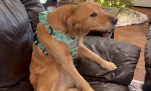 Likes Going Outside, Hates Wearing Her Harness