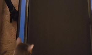 Curious Cat Tries the Treadmill