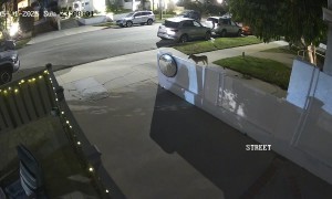 Coyote Attempts to Ambush Leashed Dog