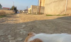 Stray Puppies Fight Over Food Delivered via RC Car