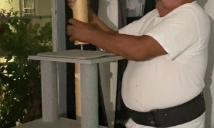 Cute Cat Spinning on Cat Tower