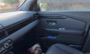 Yorkie Versus Arch Nemeses The Wiper Blade