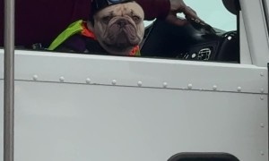 Blue-Collar Frenchie