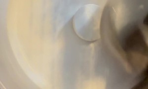 Baby Squirrels Extreme Sports Wheel