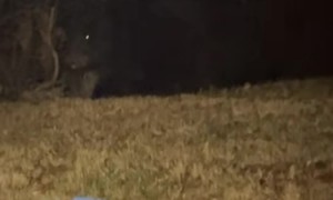 Black Bear Watches Campfire From The Shadows