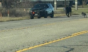 Cow Chased by Dog and Cops