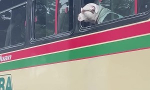 Stylish Bus Passenger