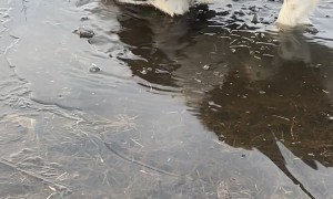 Dog Enjoys Biting Through Iced Over Puddles