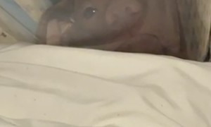 Pup Grumpy At Surgery Cone