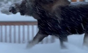 Close Call as Moose Charges at Man Clearing Snow in Alaska