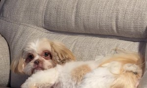 Sassy Shih Tzu Demands Attention With Hilarious Back-Leg Buckeroo