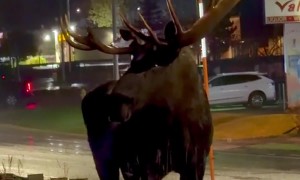 Alaskan Bull Moose Chilling on Jewel Lake