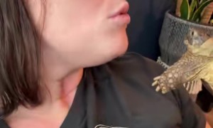 Tortoise Kisses Owner’s Nose