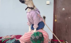 - Dog barks after climbing over the man