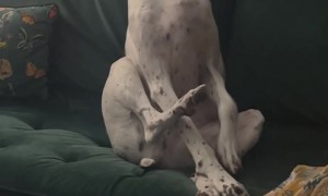 Dog Wants to Know Where You've Been All Night